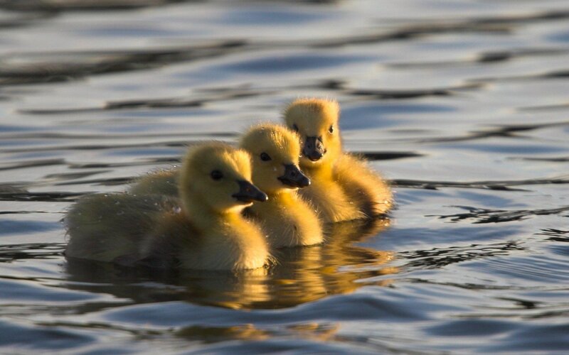 Three Ducklings Swimming