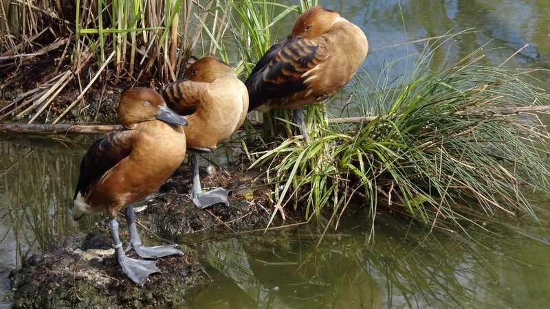 Three ducks by the water