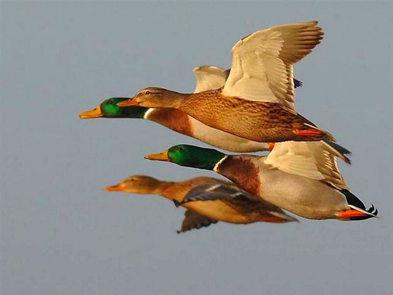 Three Ducks in Flight — Blue
