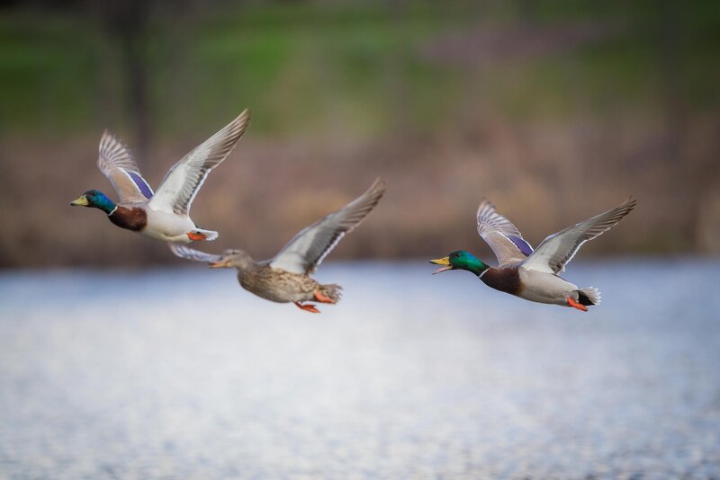 Three Ducks in Flight — Green