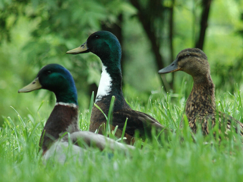 Three ducks in grass