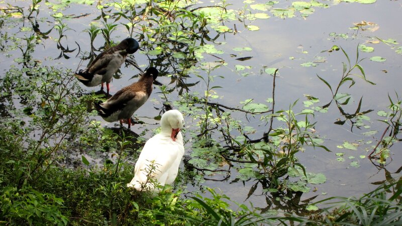 Three Ducks in Pond