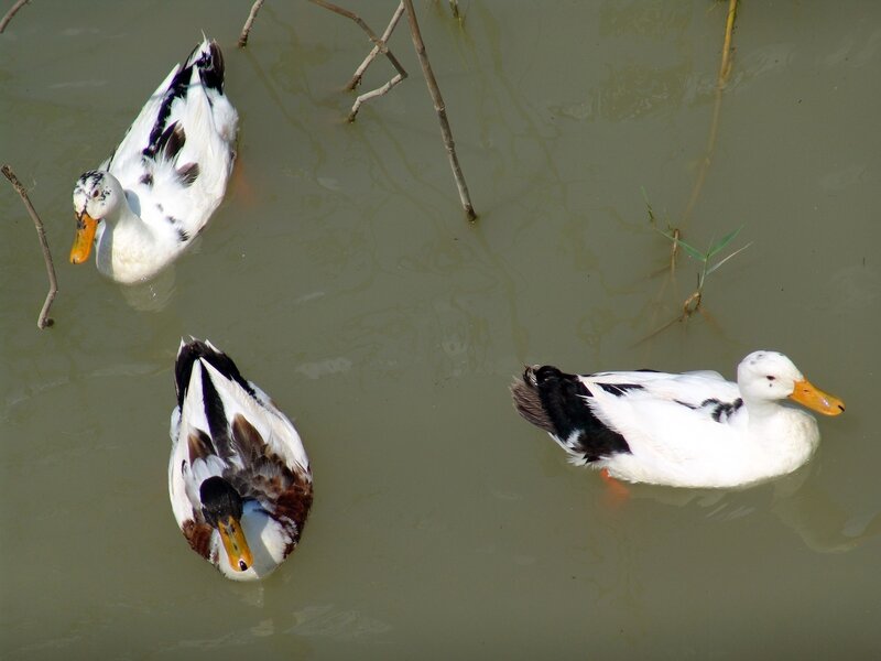 Three Ducks in Water