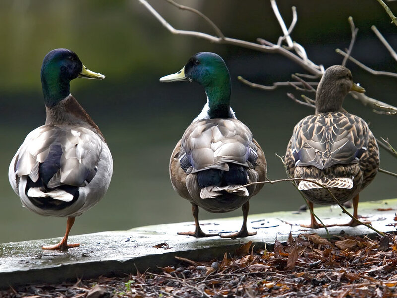 Three ducks on a stone ledge
