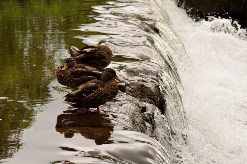 Three Ducks on a Weir
