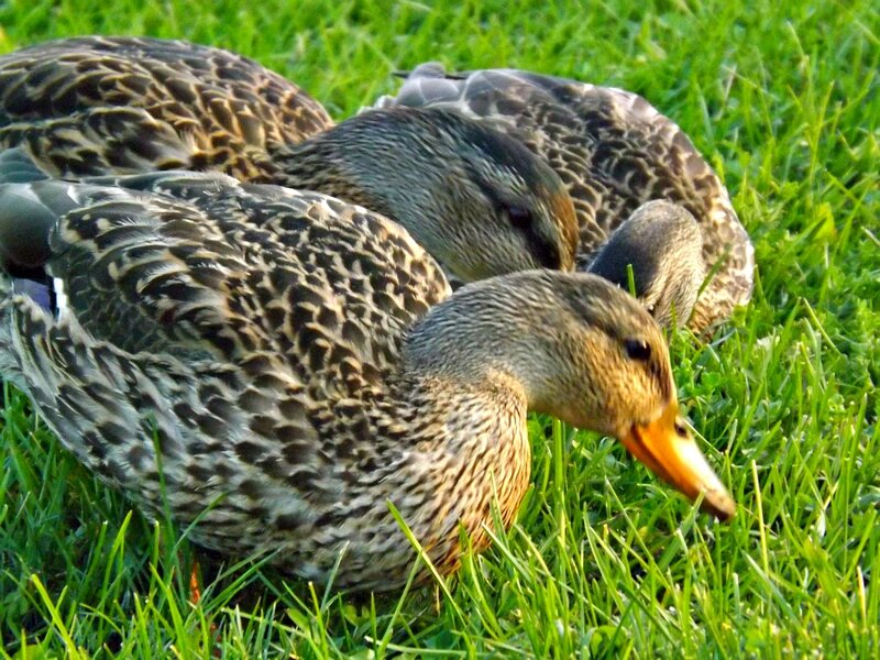 Three Ducks on Grass