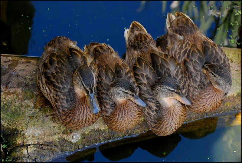 Three Ducks on Log