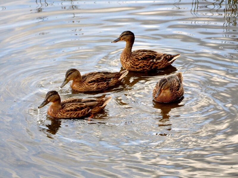 Three Ducks Swimming — Brown