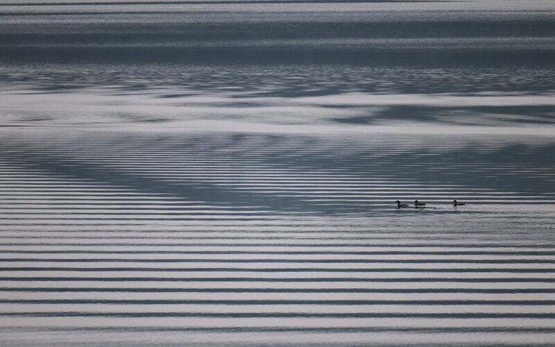 Three Ducks Swimming — Gray
