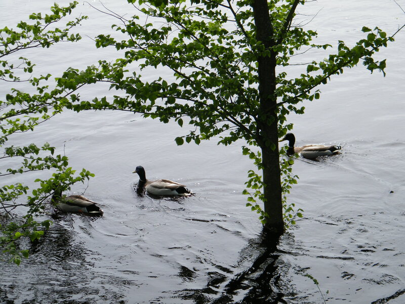 Three Ducks Swimming — Green, Calm