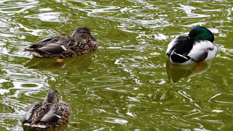 Three Ducks Swimming — Green