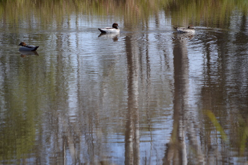 Three Ducks Swimming
