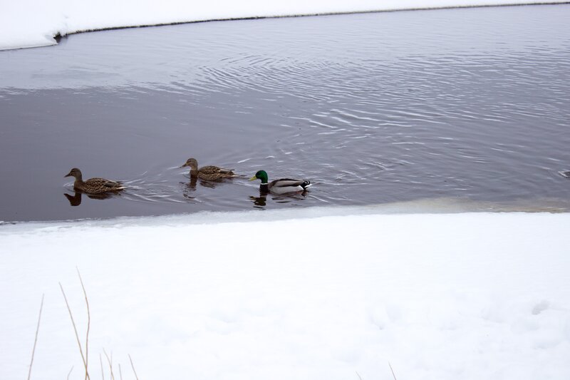 Three Ducks Swimming — White