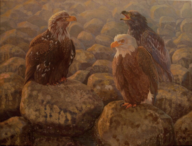 Three eagles on rocks