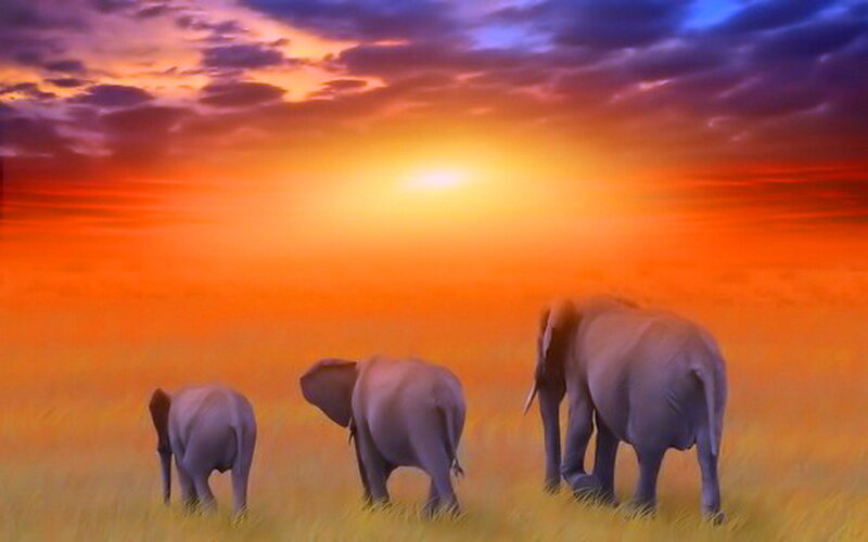 Three Elephants in Field