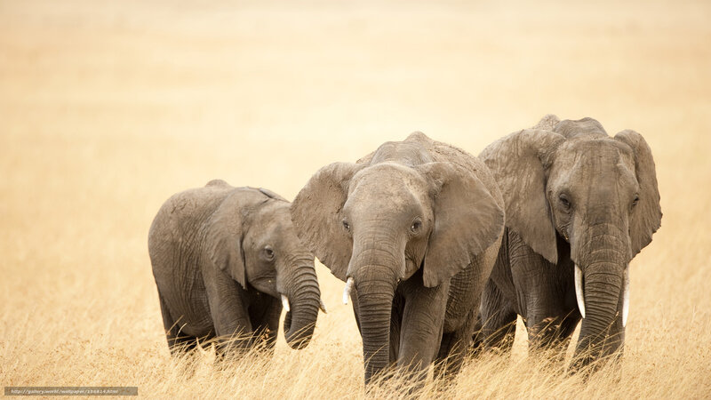 Three Elephants in Grass — Brown, Calm, Afternoon, Photograph, Savanna