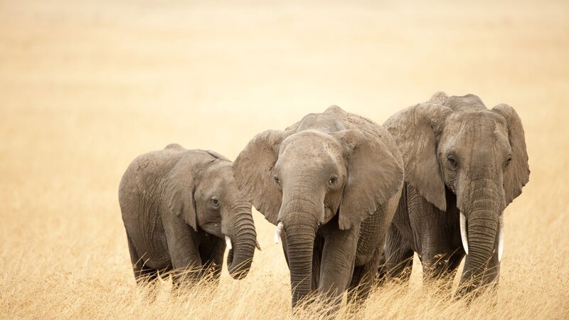 Three Elephants in Grass — Brown, Calm, Afternoon