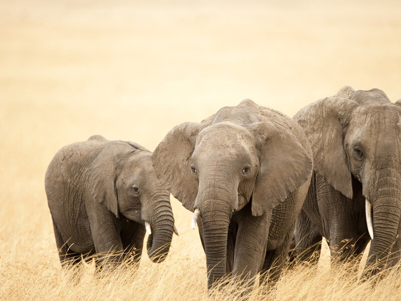Three Elephants in Grass — Brown, Calm