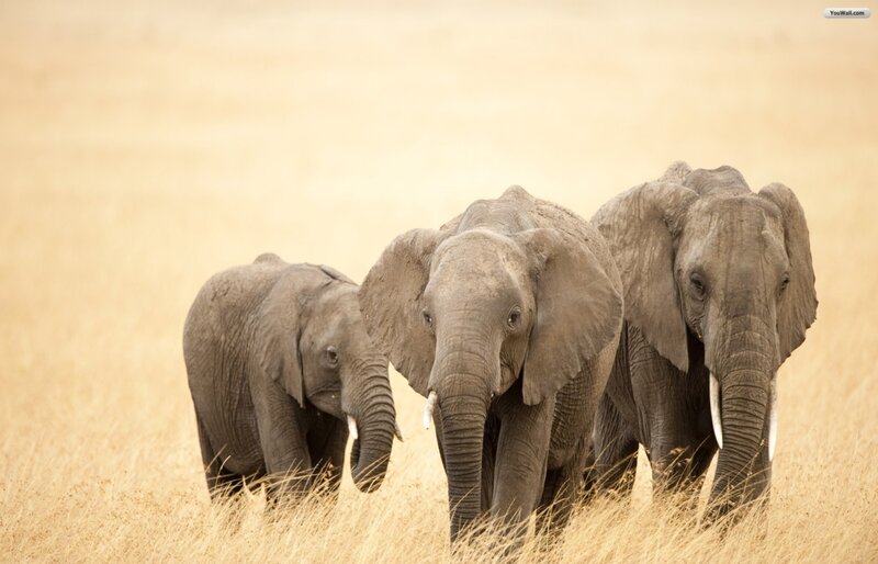 Three Elephants in Grass — Brown
