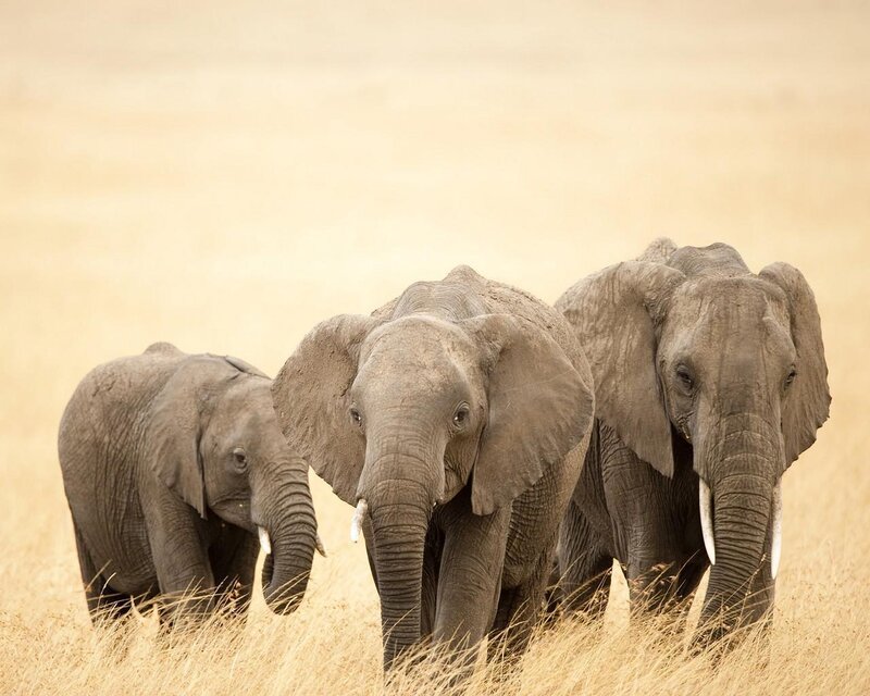 Three Elephants in Grass