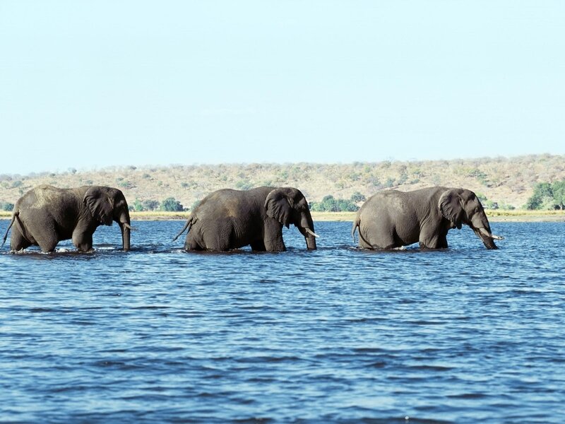 Three Elephants in Water — Blue, Serene