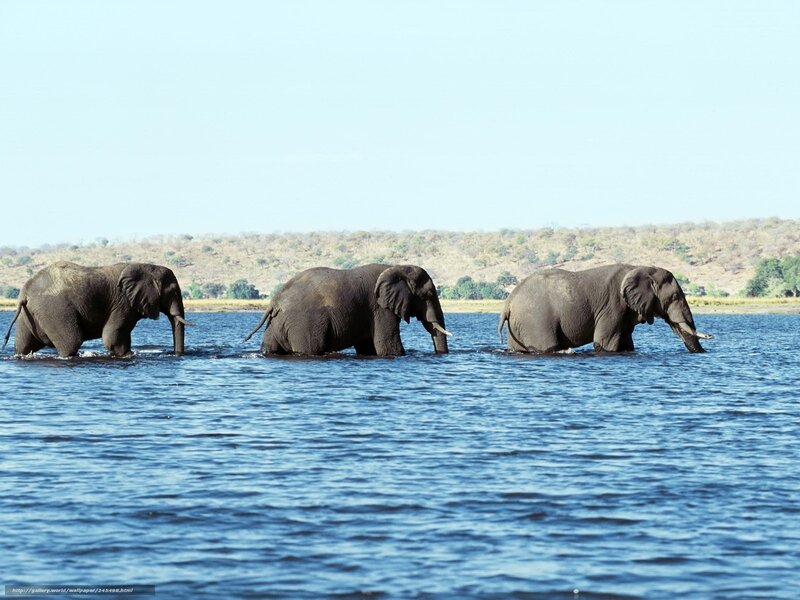 Three Elephants in Water — Blue