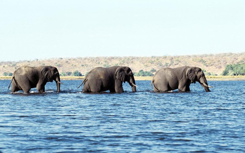 Three Elephants in Water