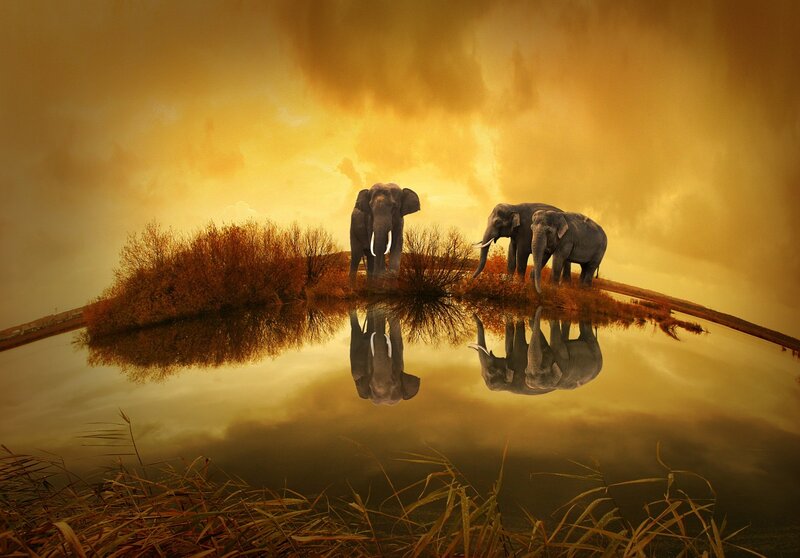 Three Elephants on Island