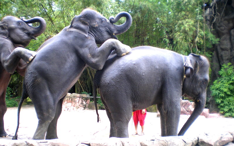 Three Elephants Playing