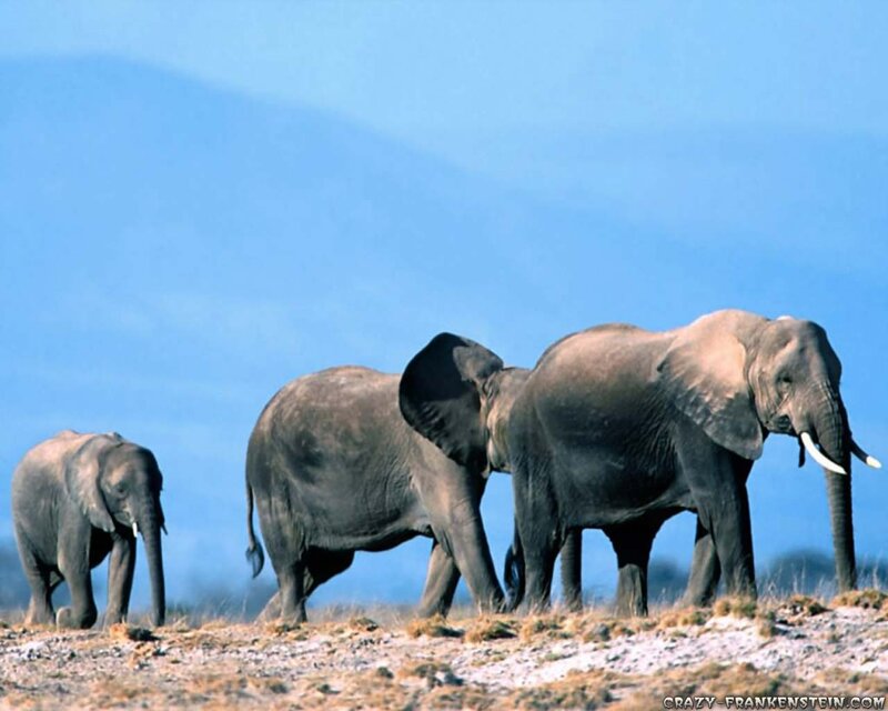 Three Elephants Walking — Blue