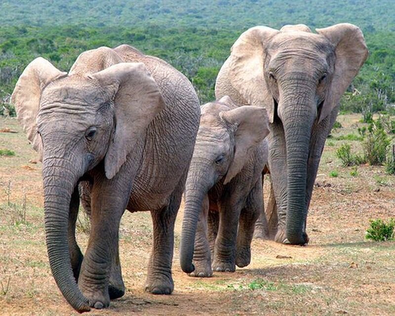 Three Elephants Walking — Brown