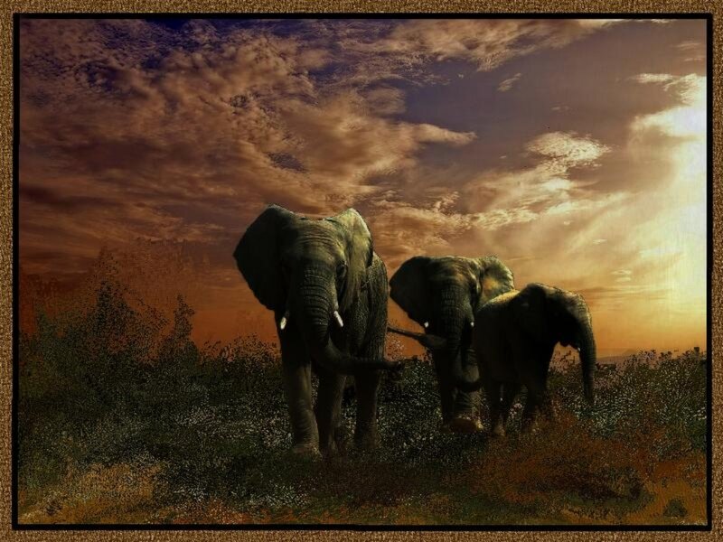 Three Elephants Walking