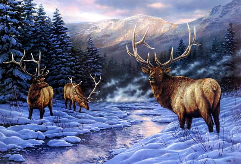Three Elk in Snow