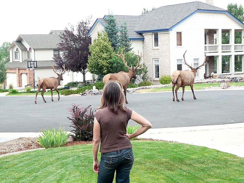 Three Elk in Street