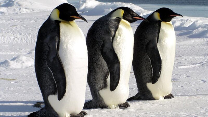 Three emperor penguins on ice