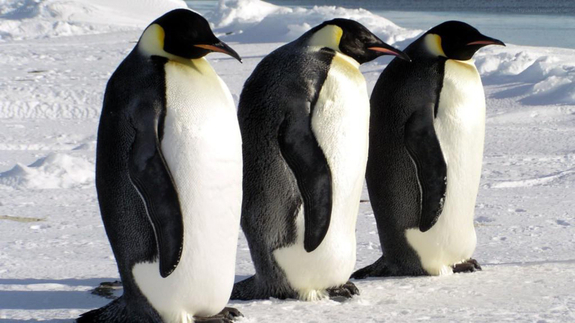 Three emperor penguins on ice