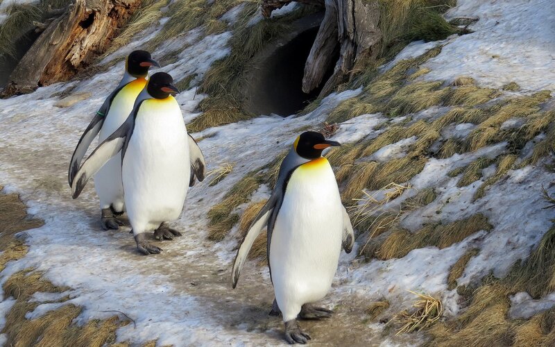 Three Emperor Penguins