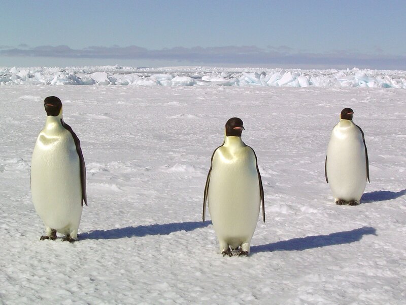 Three Emperor Penguins — White
