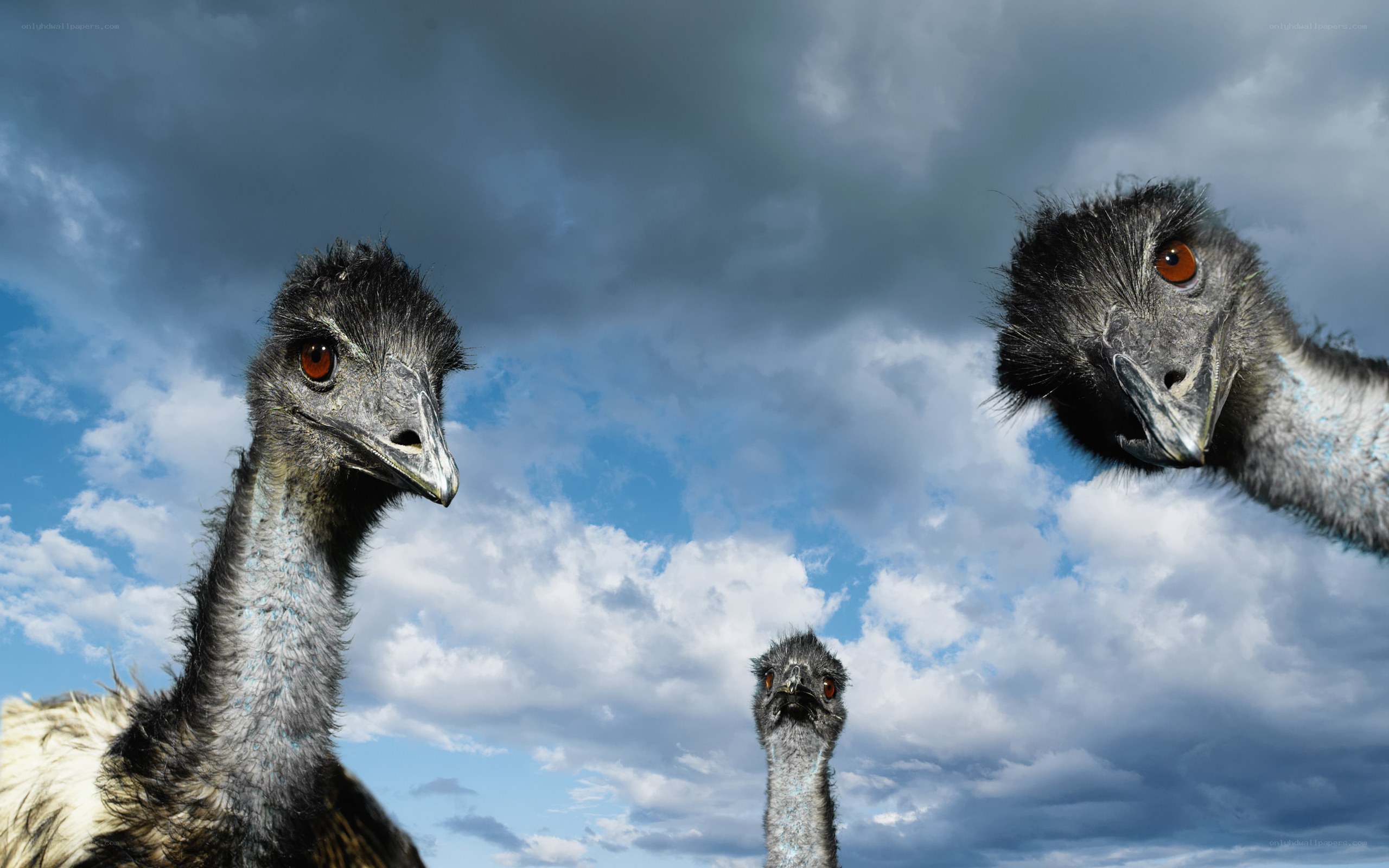 Three emus against a cloudy sky