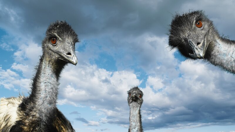 Three emus against a cloudy sky