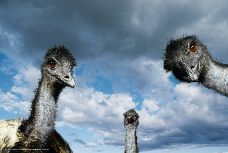 Three emus against a cloudy sky