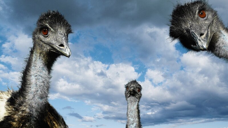 Three Emus Against Sky — Blue, Dramatic, Afternoon, Photograph