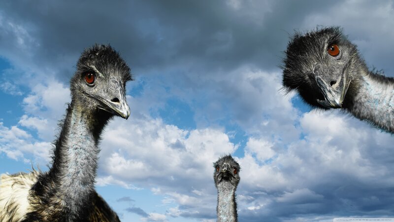 Three Emus Against Sky — Blue