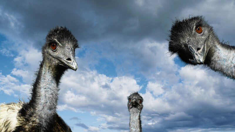 Three Emus Against Sky