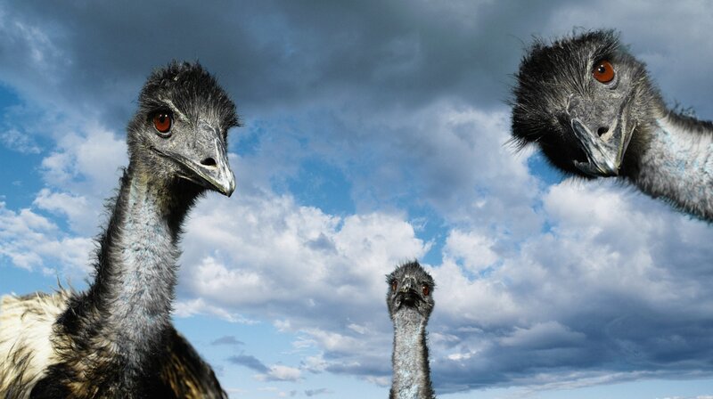 Three Emus in Sky — Blue, Dramatic, Afternoon
