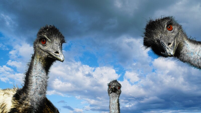 Three Emus in Sky — Blue, Dramatic