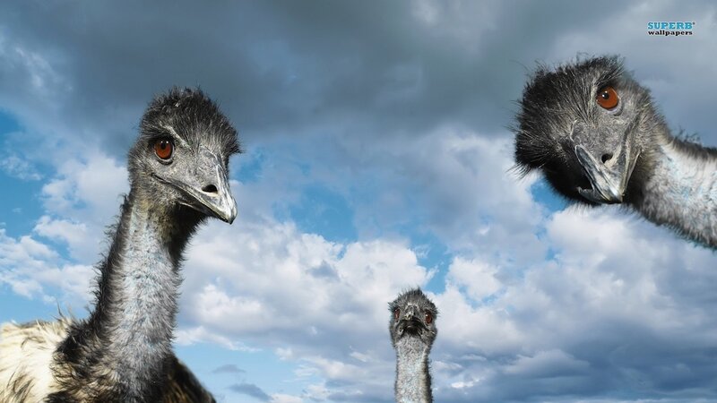 Three Emus in Sky — Blue