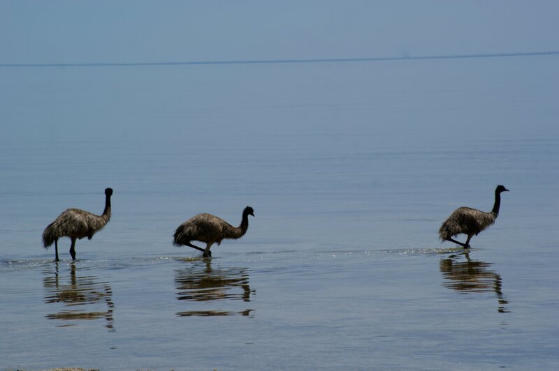 Three Emus in Water