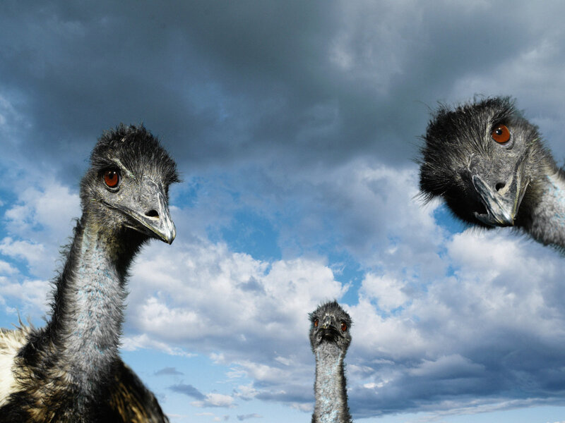 Three Emus Looking Up