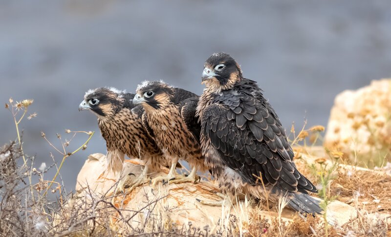Three Falcon Chicks